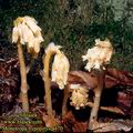 Monotropa_hypopitys_4470