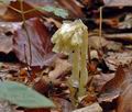 Monotropa_hypopitys_al4809