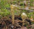 Monotropa_hypopitys_hz9246