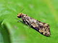 Montescardia_tessulatellus_ji8343s