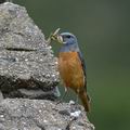 Monticola_saxatilis_k0669