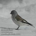 Montifringilla_nivalis_dd5701