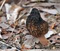 Morchella_conica_cb7287s