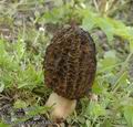 Morchella_elata_aa8402