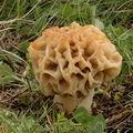 Morchella_esculenta_rotunda_ae2867