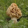 Morchella_esculenta_rotunda_ae2868