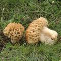 Morchella_esculenta_rotunda_ae2875