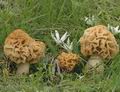 Morchella_esculenta_rotunda_ae2894