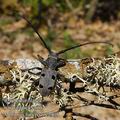 Morimus_funereus_e2408