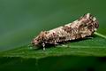 Morophaga_choragella_cu0701s