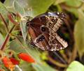 Morpho_peleides_bf3391