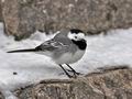 Motacilla_alba_br0630