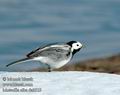 Motacilla_alba_da0519