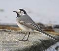 Motacilla_alba_ee3639