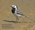 Motacilla_alba_kb4646