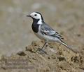 Motacilla_alba_kb4661