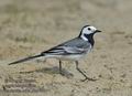 Motacilla_alba_kb4668