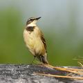 Motacilla_capensis_ed8280