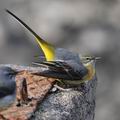 Motacilla_cinerea_ff4262
