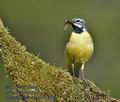 Motacilla_cinerea_mc3880