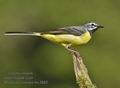 Motacilla_cinerea_mc3893