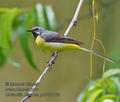 Motacilla_cinerea_p6186132