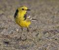 Motacilla_citreola_ph2526