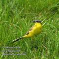 Motacilla_flava_ea3086