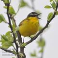 Motacilla_flava_ff4534