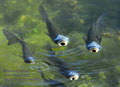 Mugil_cephalus_ee4066