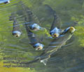 Mugil_cephalus_ee4068