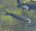 Mugil_cephalus_ee4330