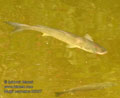 Mugil_cephalus_k5297