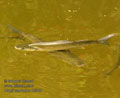 Mugil_cephalus_k5304