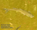 Mugil_cephalus_k5306