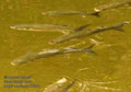 Mugil_cephalus_k5308