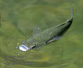 Mugil_cephalus_ka6103
