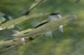 Mugil_cephalus_ka6108