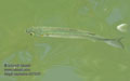 Mugil_cephalus_kb7255