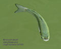 Mugil_cephalus_kb7262