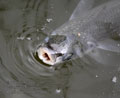 Mugil_cephalus_kb7560