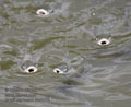 Mugil_cephalus_mc8475