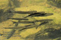 Mugil_cephalus_pb070303