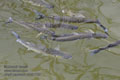 Mugil_cephalus_pb091735