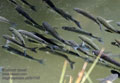 Mugil_cephalus_pb091745