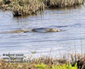Mugil_cephalus_ph1211