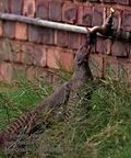 Mungos_mungo_pa2107114