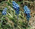 Muscari_botryoides_4858