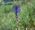 Muscari_comosum_8826