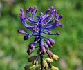 Muscari_comosum_d2167